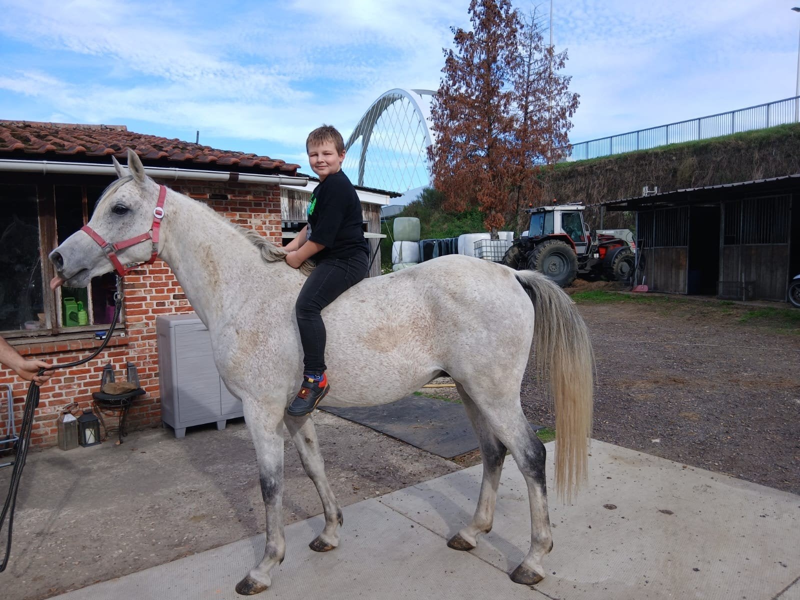 2 ponys, Hongre
