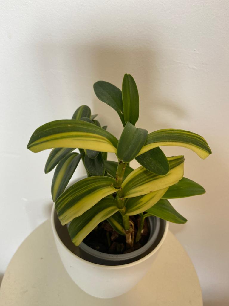 Orchidee Epidendrum ‘variegata’, Maison & Meubles, Plantes d'intérieur, Enlèvement