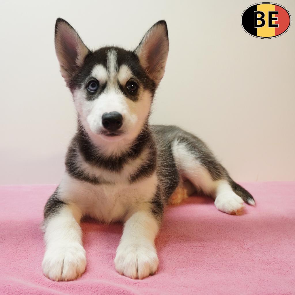 Husky Sibérien, femelle à vendre (belge), Animaux & Accessoires, Chiens | Huskys, Loulous & Types primitifs, Chienne, Autres races