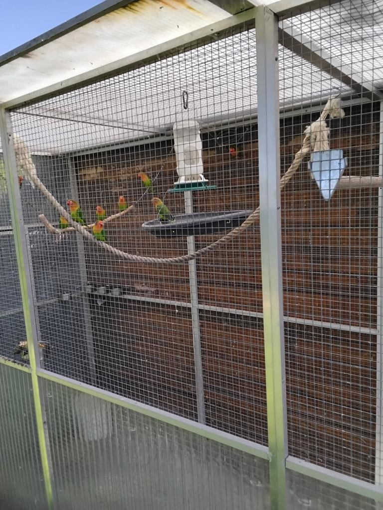 AGAGPORNIS FISCHERI, Dieren en Toebehoren, Geslacht onbekend