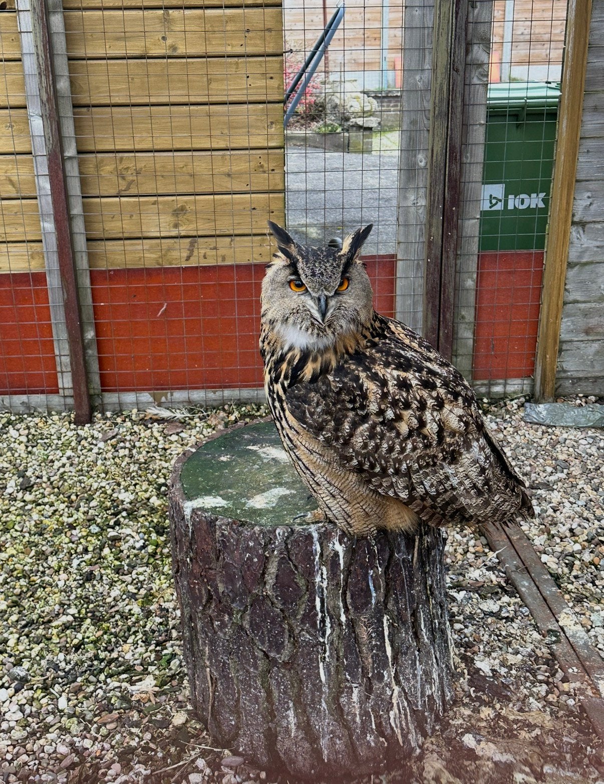 Europerse oehoe - Bubo Bubo - vrouwtje