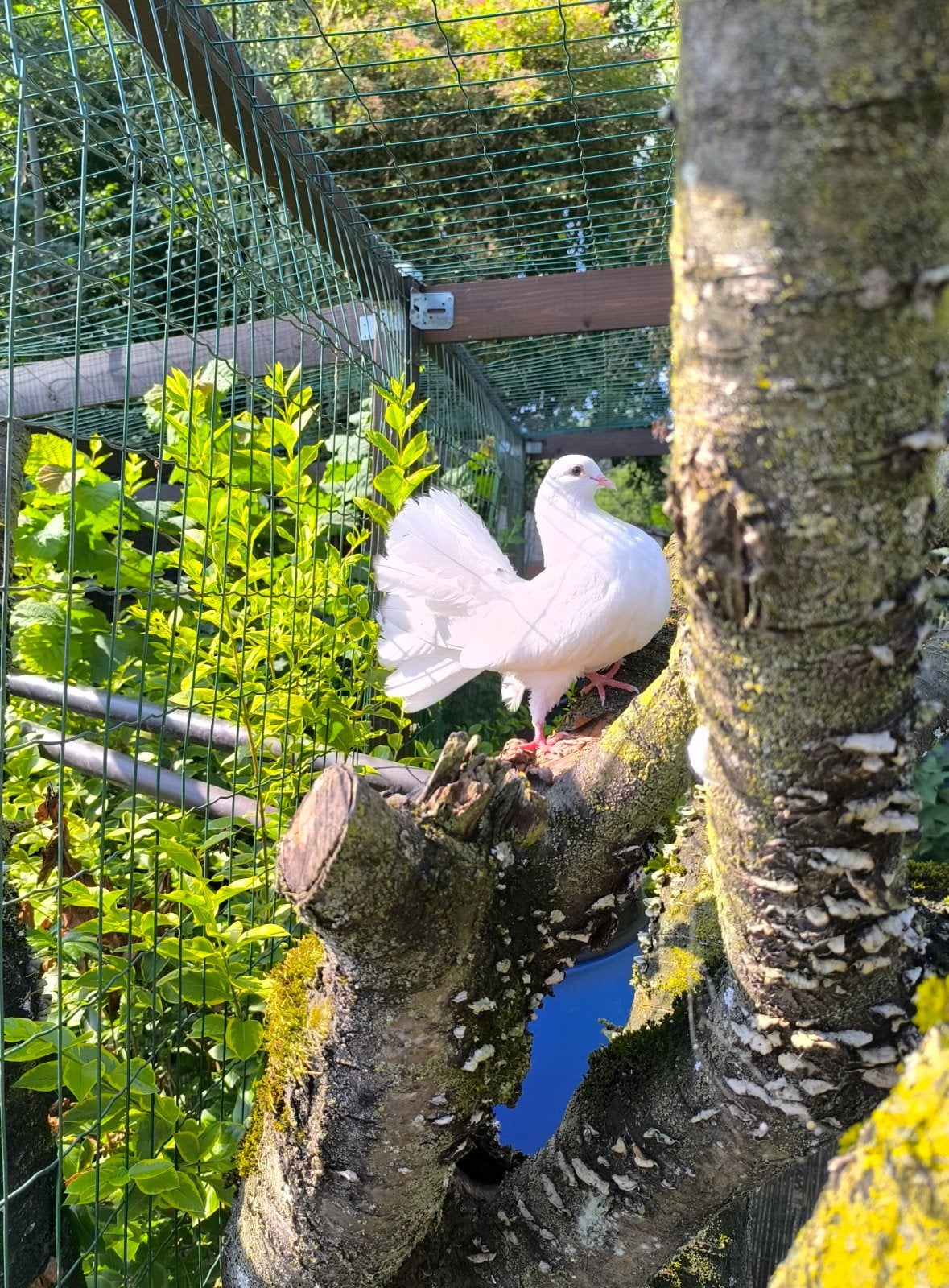pigeons paon