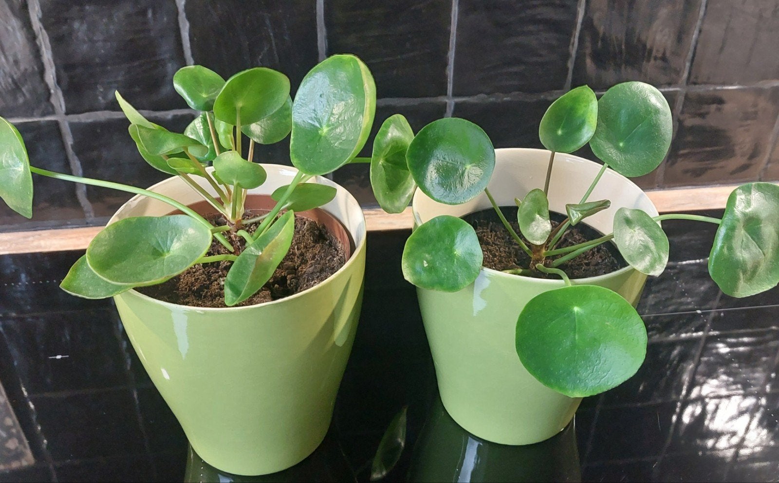 pilea of Pannenkoekenplant, Ophalen