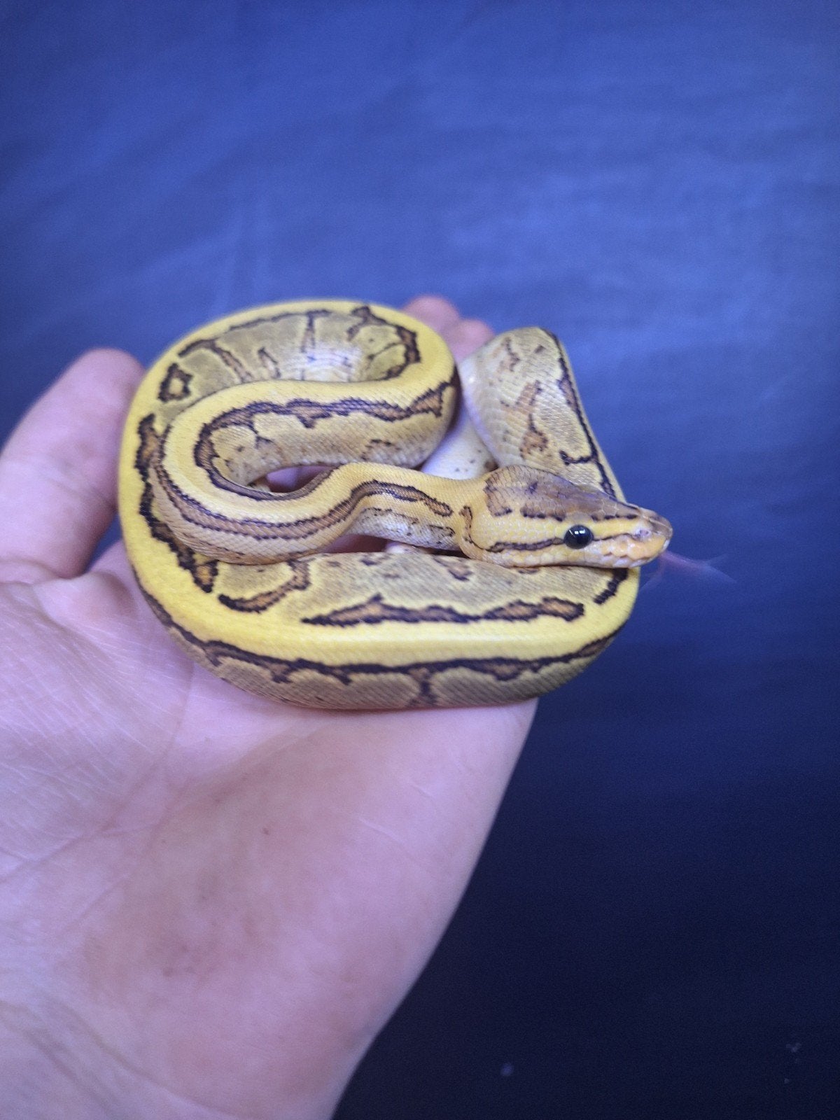 baby koningspythons