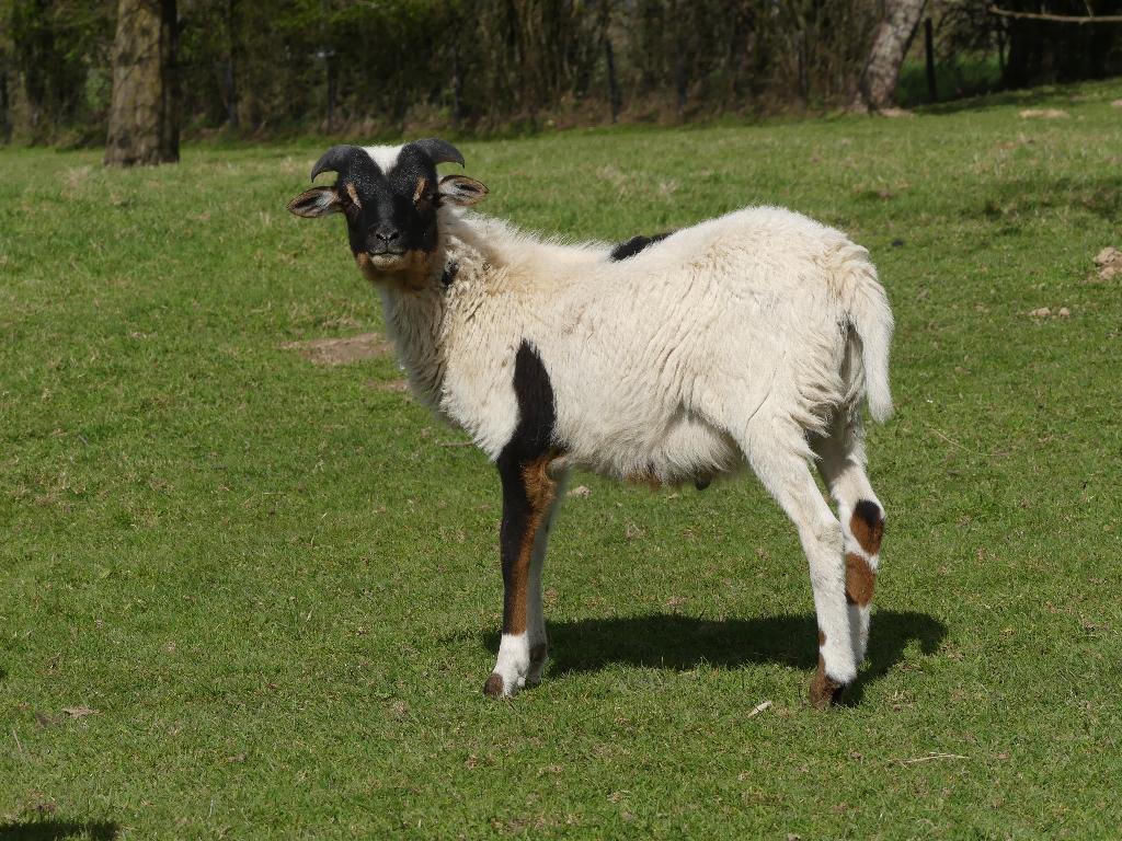 kameroen schapen ram lamm, Dieren en Toebehoren, December, Mannelijk