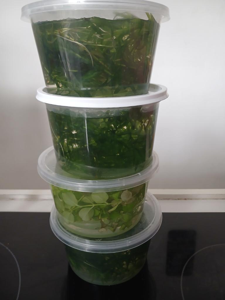 Verschillende aqariumplantjes., Dieren en Toebehoren, Ophalen