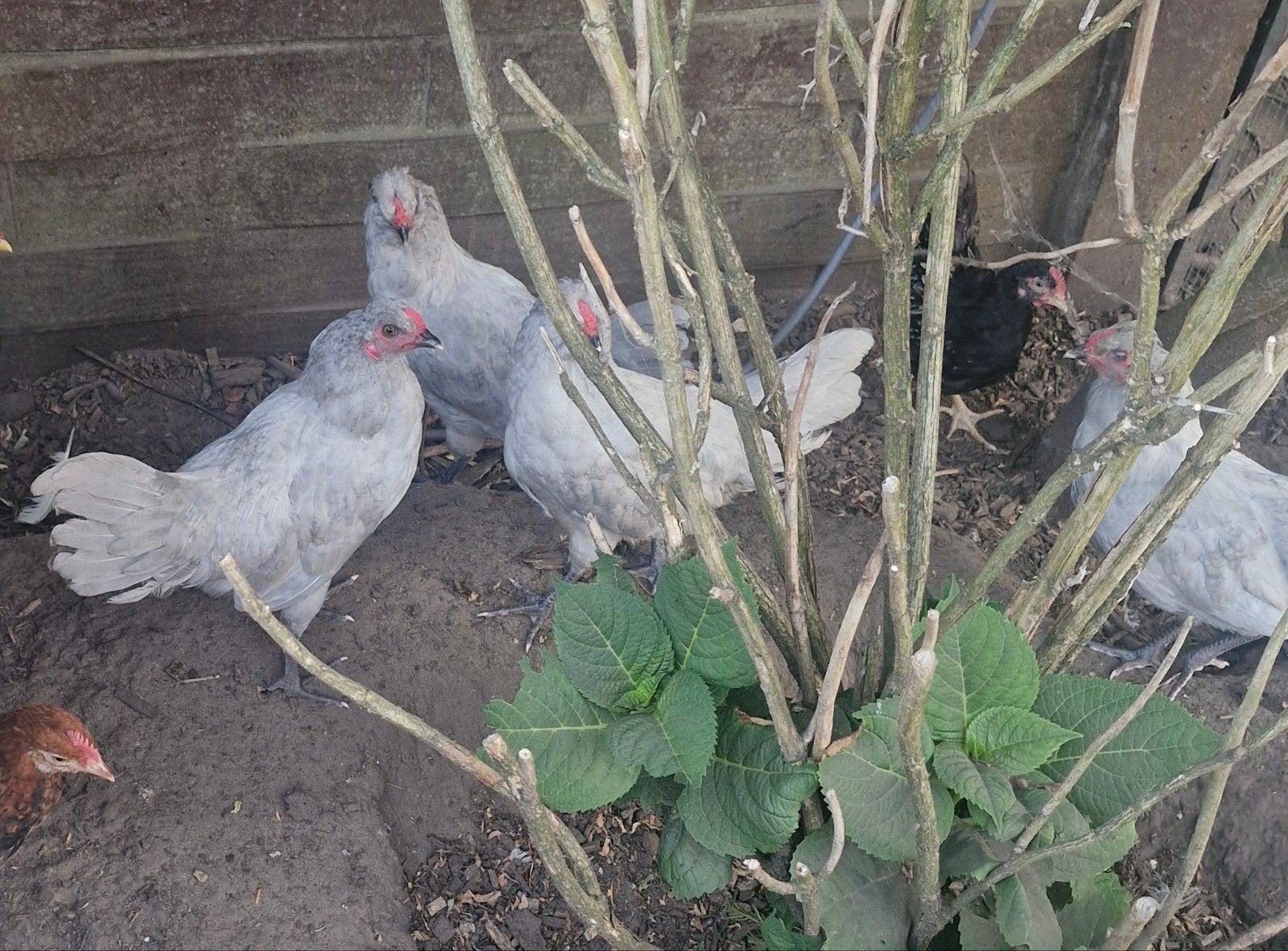 Britse lavendel araucana hanen