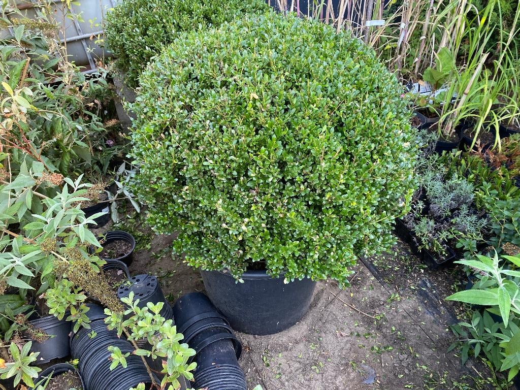 Boule en forme de globe Ilex crenata Luxus, Enlèvement, Arbuste
