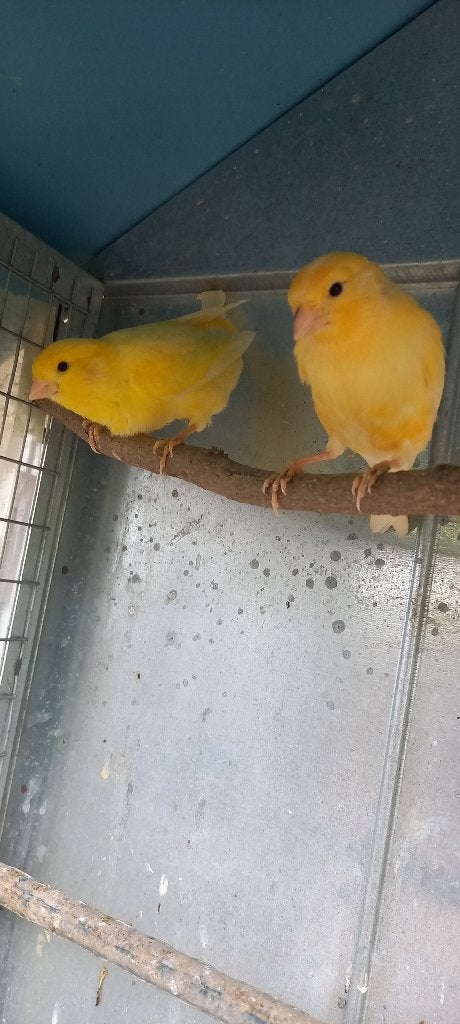 Jonge kanarievogels, Dieren en Toebehoren, Geslacht onbekend, Kleurkanarie