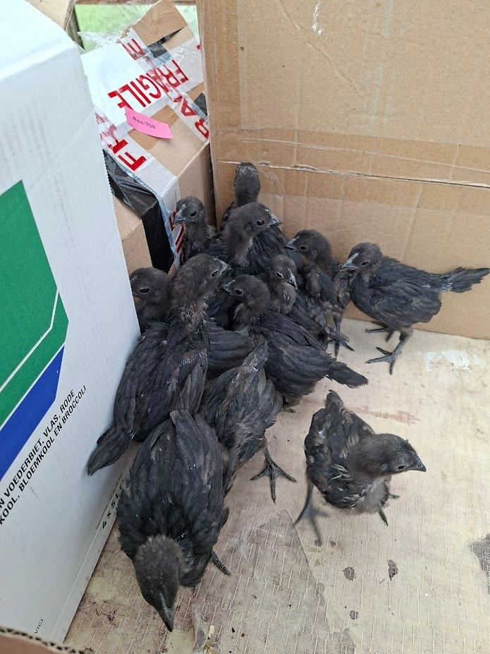 kuikens van ayam cemani, Dieren en Toebehoren, Pluimvee, Geslacht onbekend, Kip