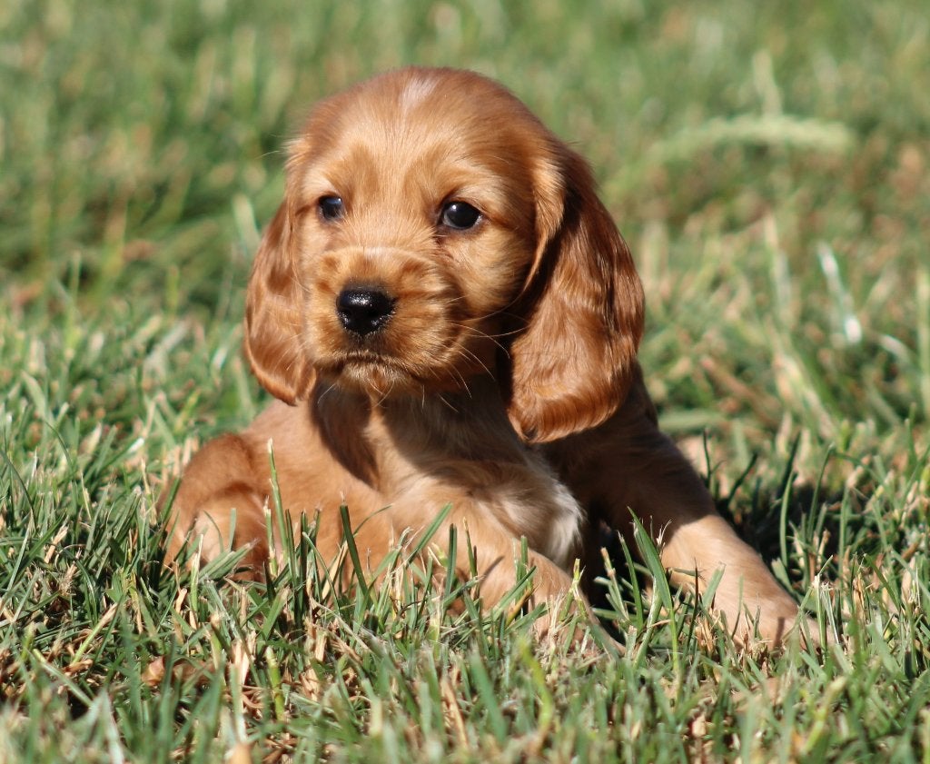 Engelse Cocker pup, Dieren en Toebehoren, Honden | Retrievers, Spaniëls en Waterhonden, Reu, Spaniël, Fokker | Professioneel, Eén hond