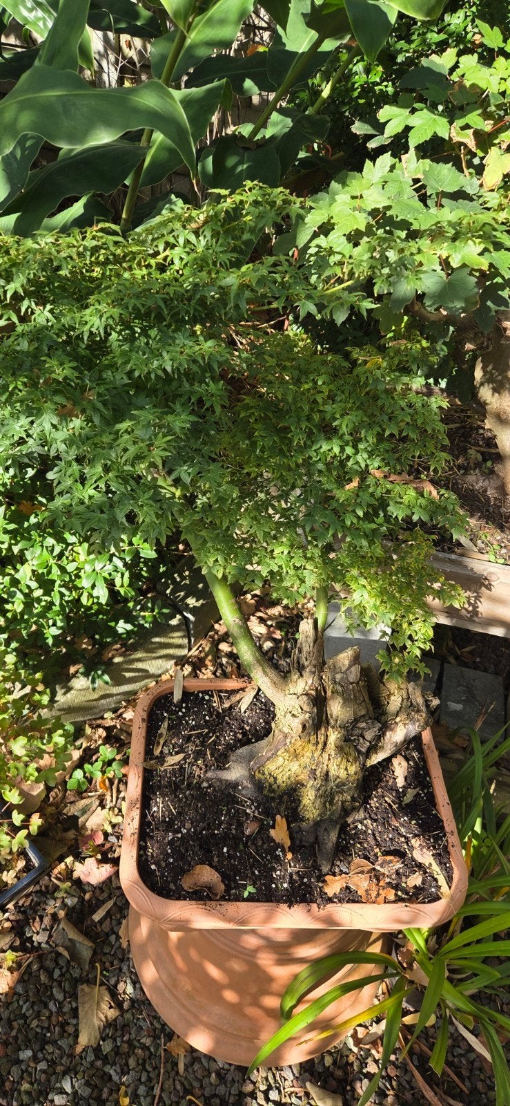 Bonsai Acer palmatum, Jardin & Terrasse, Enlèvement