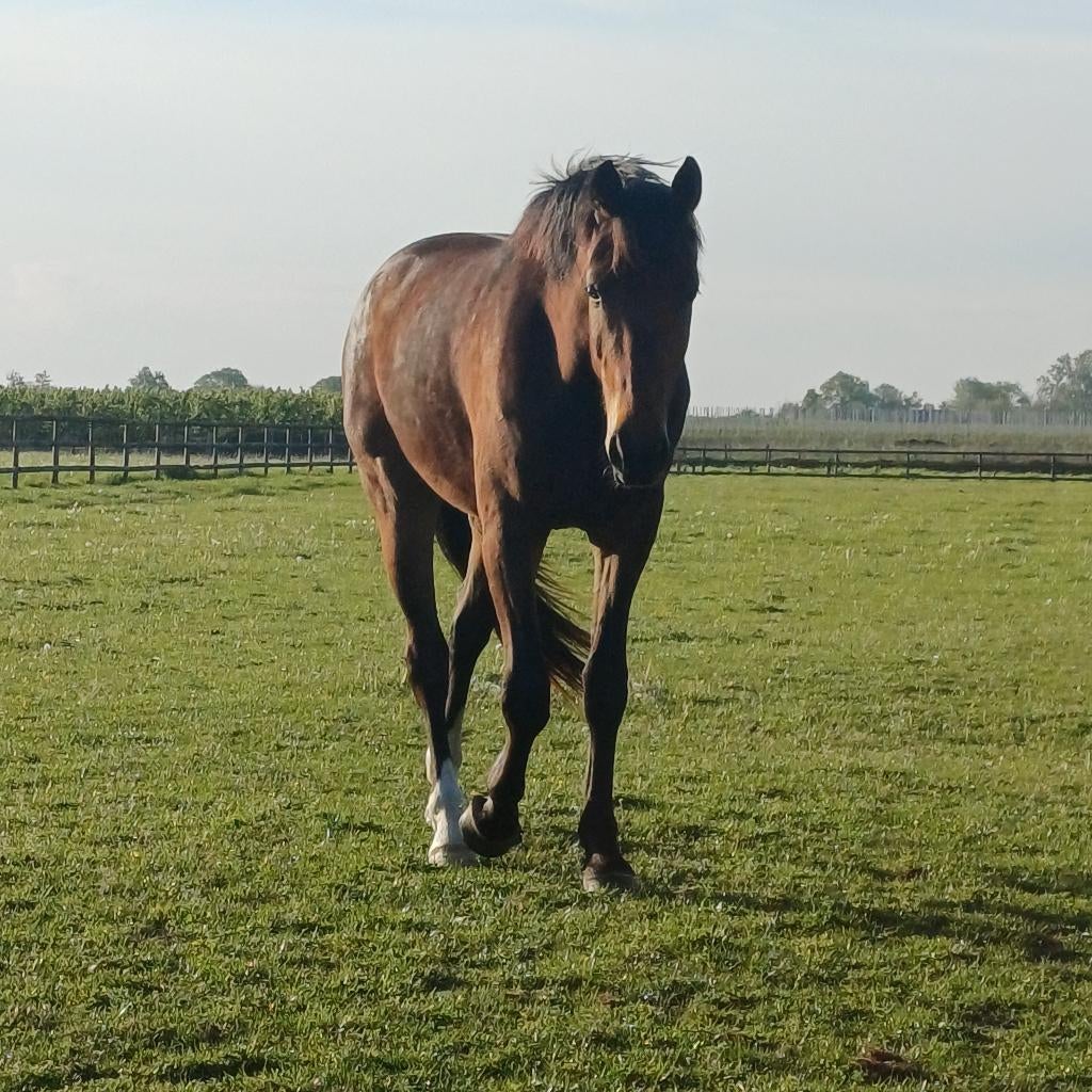 Knappe Ruin v. Just Wimphof, Dieren en Toebehoren, Met stamboom, Ruin, Dressuurpaard, Onbeleerd
