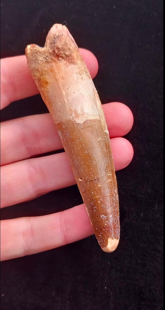 Dinosaure à grosse dent de spinosaure de 10 cm, Enlèvement ou Envoi, Fossile