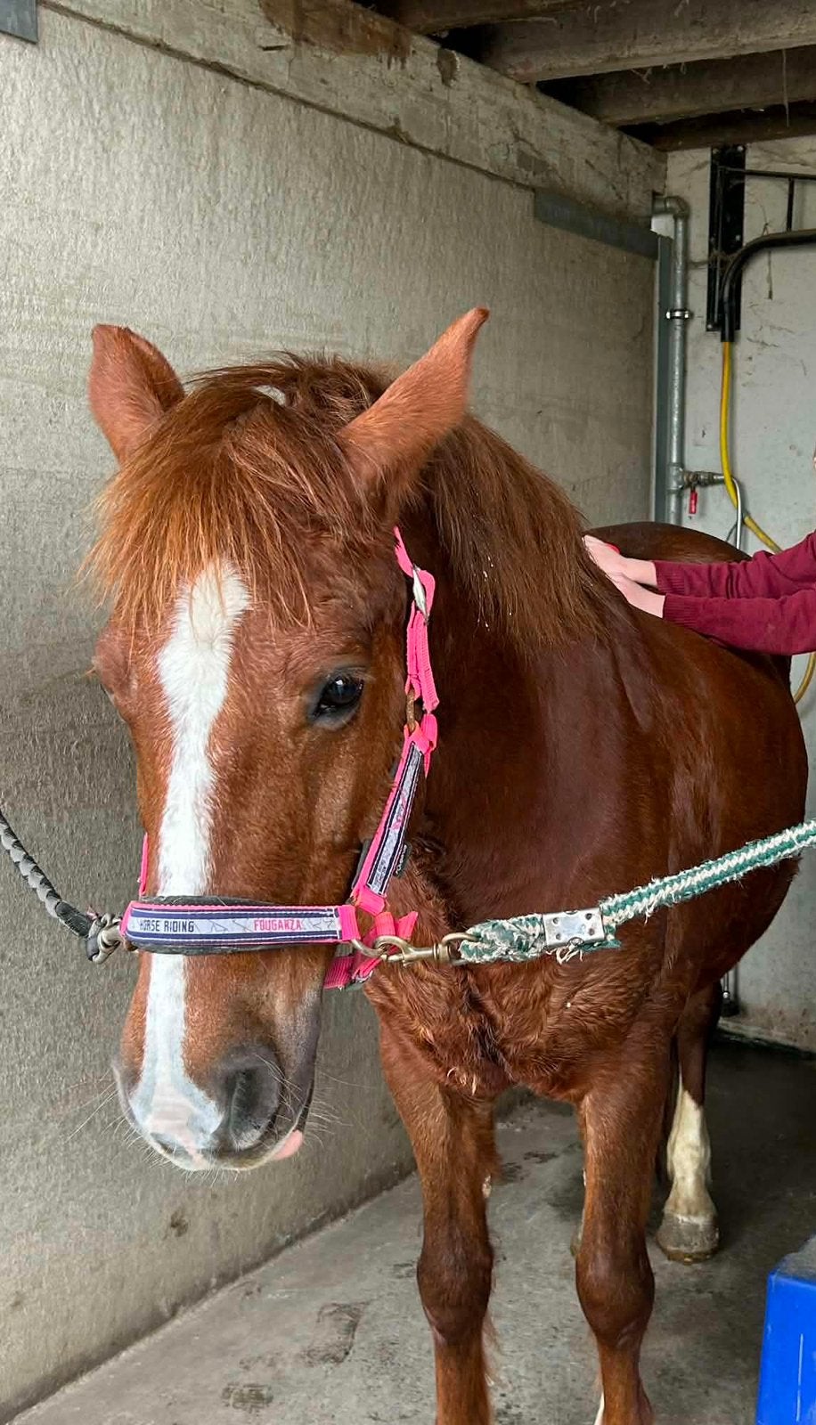 12 jarige D-pony, Dieren en Toebehoren, Paarden, Merrie, Minder dan 160 cm, Niet van toepassing, Gechipt