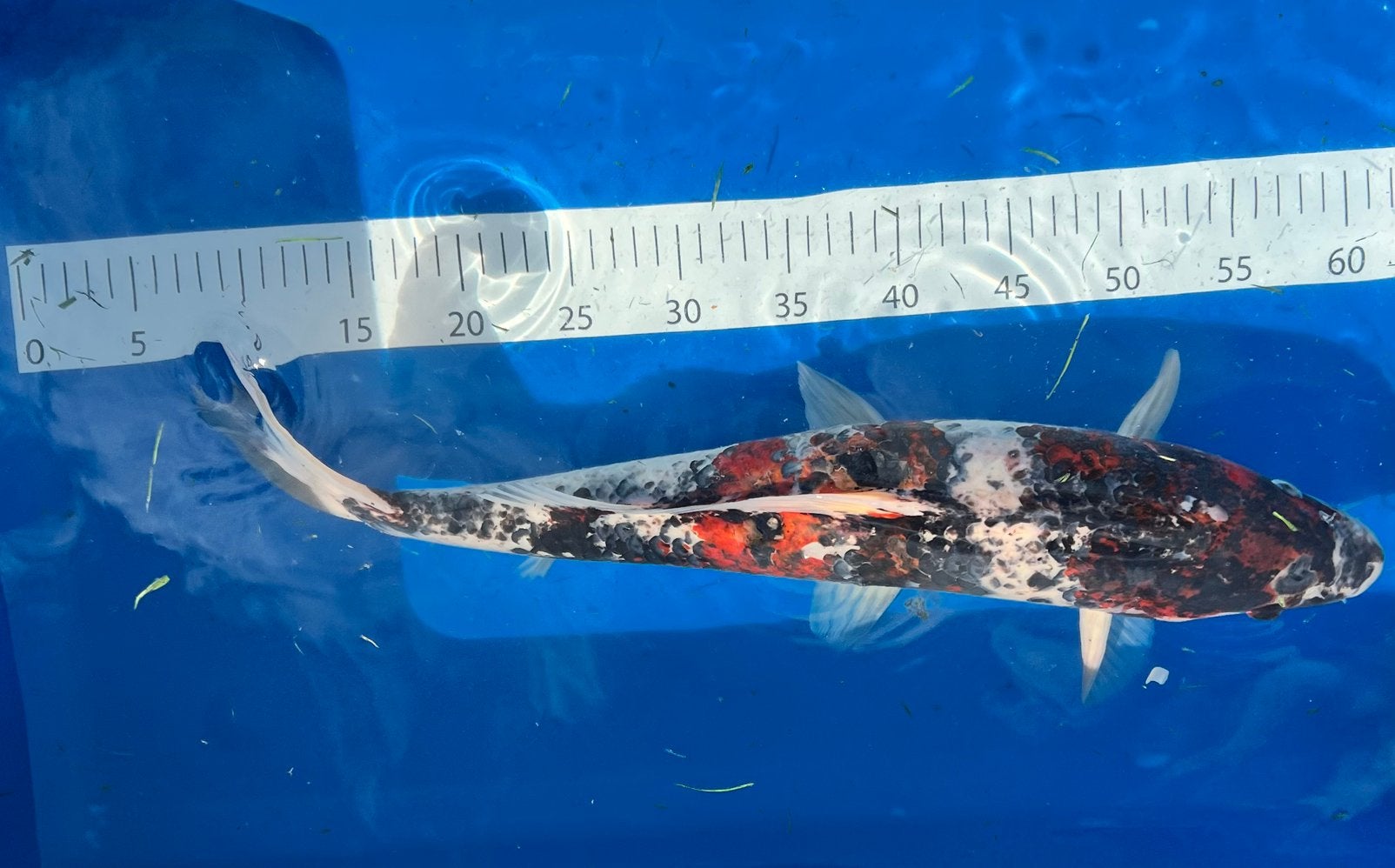 2 Koi’s zoeken nieuwe thuis, Dieren en Toebehoren, Vissen | Vijvervissen, Karper of Koi