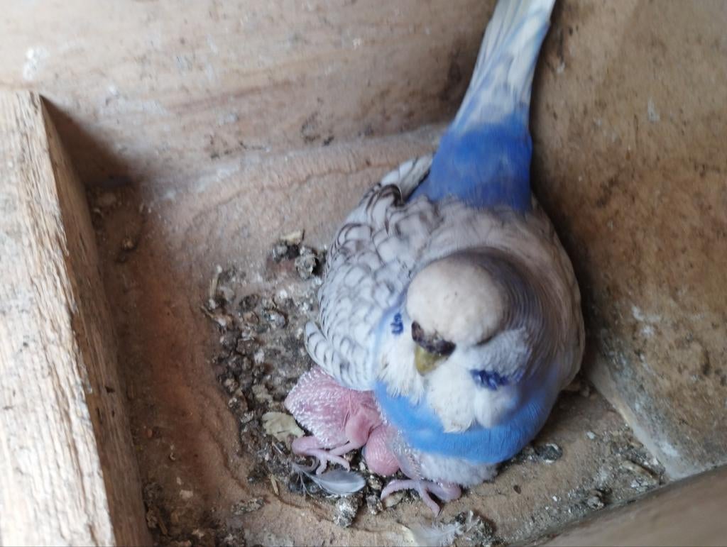Engelse grasparkieten in verschillende kleurslagen, Dieren en Toebehoren, Vogels | Parkieten en Papegaaien, Meerdere dieren, Parkiet