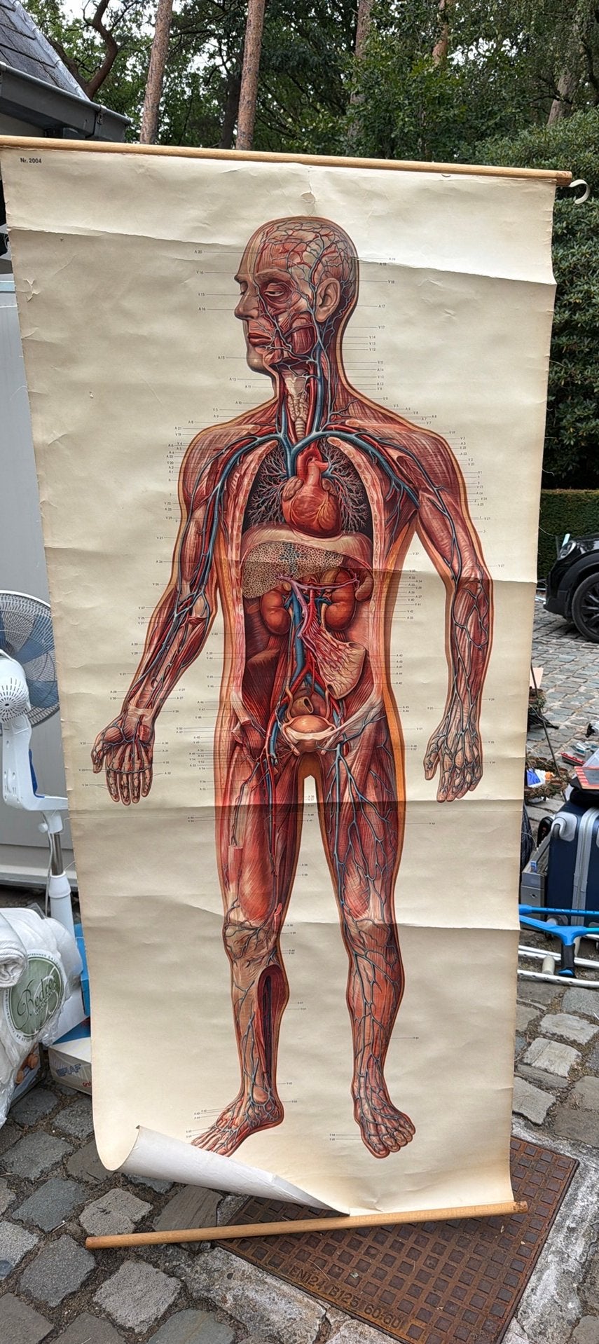Vintage anatomie beeld, Antiek en Kunst, Antiek | Schoolplaten, Ophalen