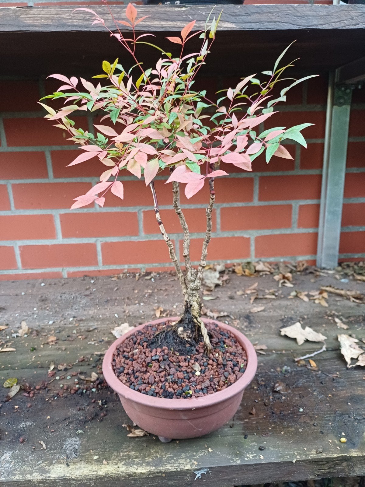 1 hemelse bamboe bonsai, Tuin en Terras, Ophalen