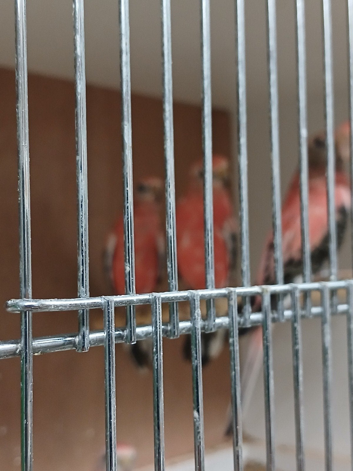 Bourkeparkieten, Dieren en Toebehoren, Meerdere dieren, Parkiet, Geringd