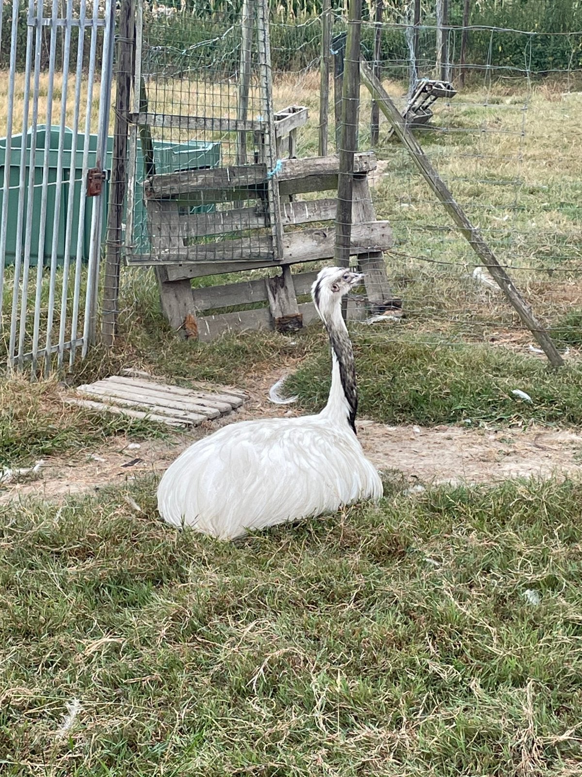3 hanen te koop, Dieren en Toebehoren