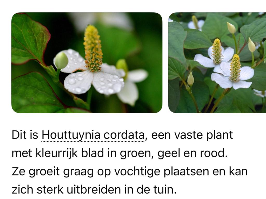Vaste plant Bonte Houttuynia Cordata, Tuin en Terras, Volle zon, Vaste plant, Zomer, Ophalen