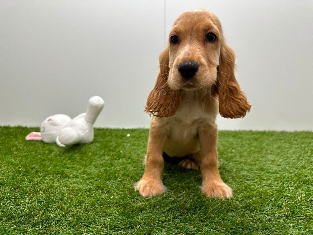 Chiots Cocker Spaniel Anglais, Hépatite contagieuse (maladie de Rubarth), Plusieurs, Belgique, Plusieurs animaux