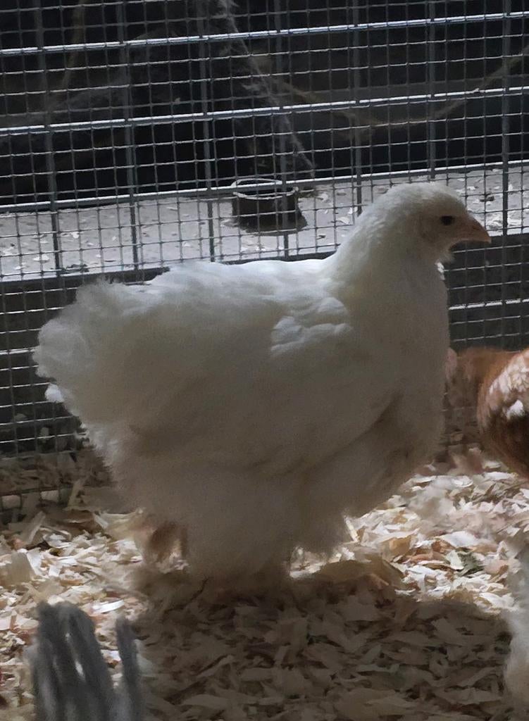 Jonge brahma's lemon pyle en buff