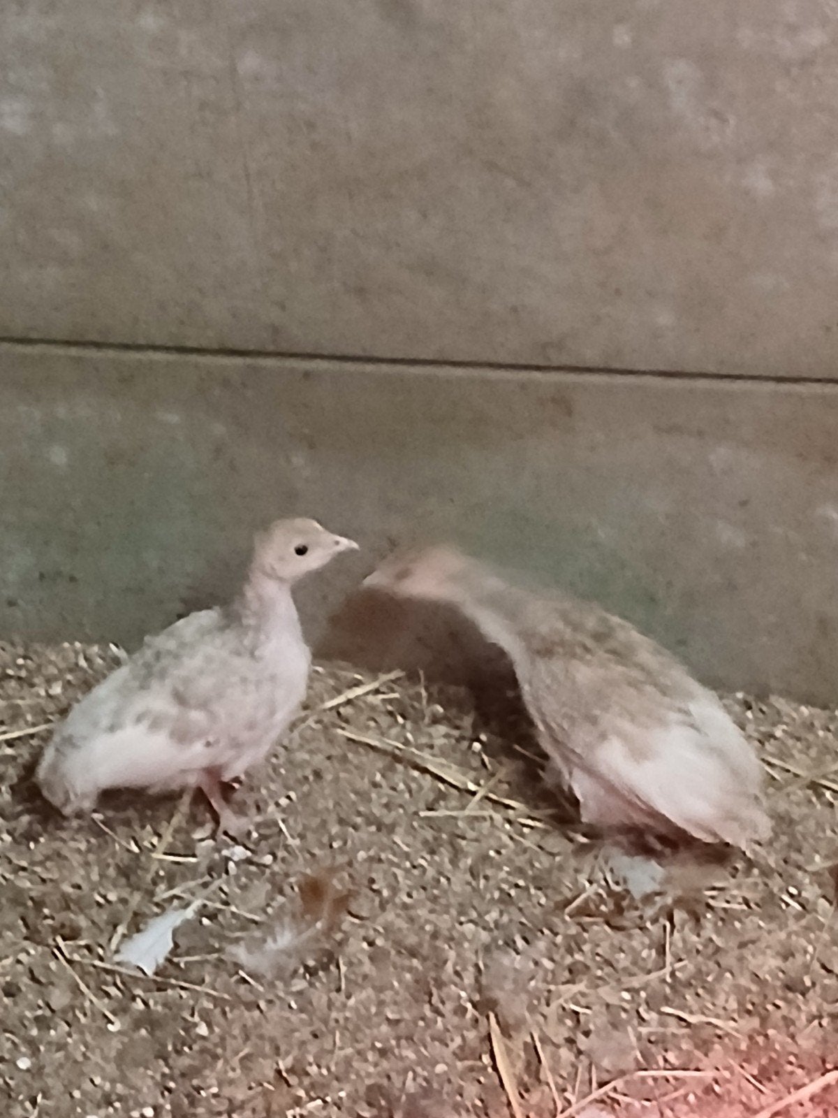 Te koop jonge rode ardenner kalkoenen, Geslacht onbekend