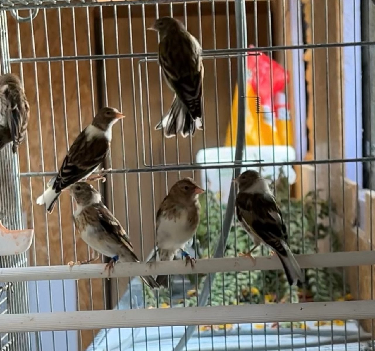 Mulet chardon, Dieren en Toebehoren, Vogels | Overige Vogels