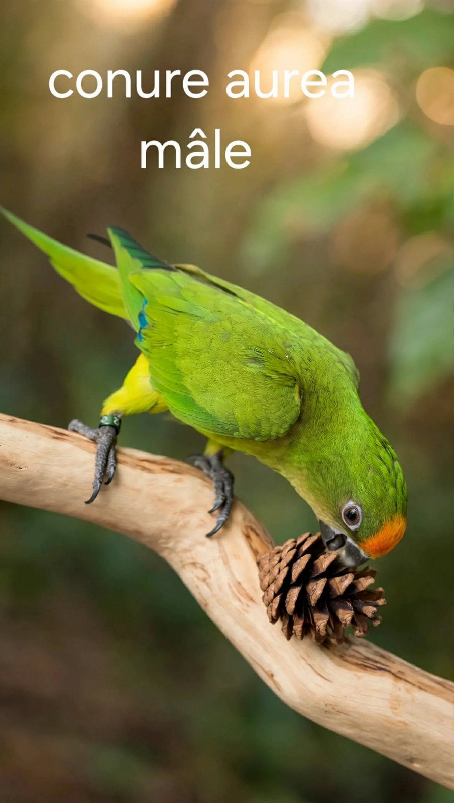 Gekroonde parkiet, Dieren en Toebehoren, Vogels | Parkieten en Papegaaien, Mannelijk