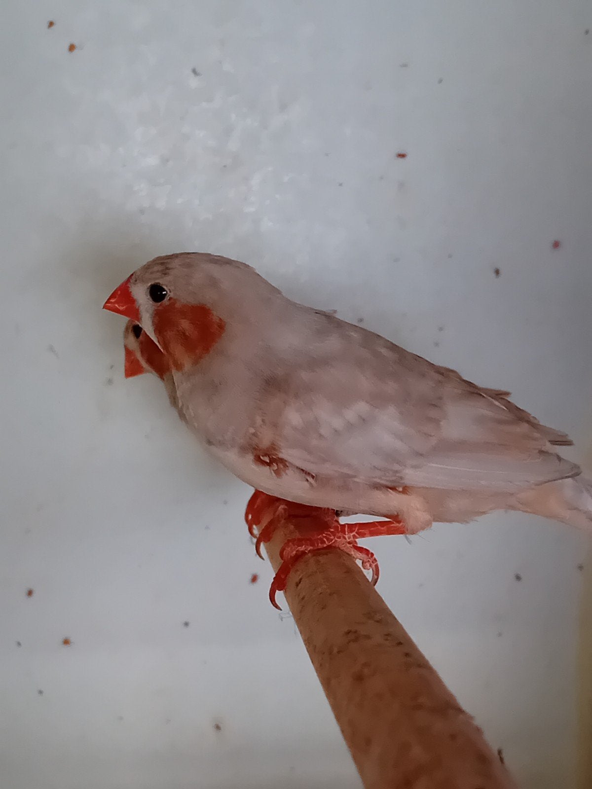 zebravinkjes, Animaux & Accessoires, Oiseaux | Oiseaux Autre, Mâle, Oiseau tropical