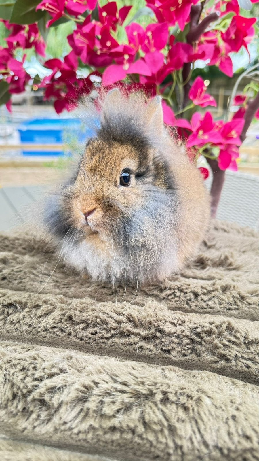 lapins nains de couleur à vendre !