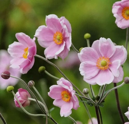 Herfstanemoon Robustissima, Ophalen, Herfst, Vaste plant, Halfschaduw