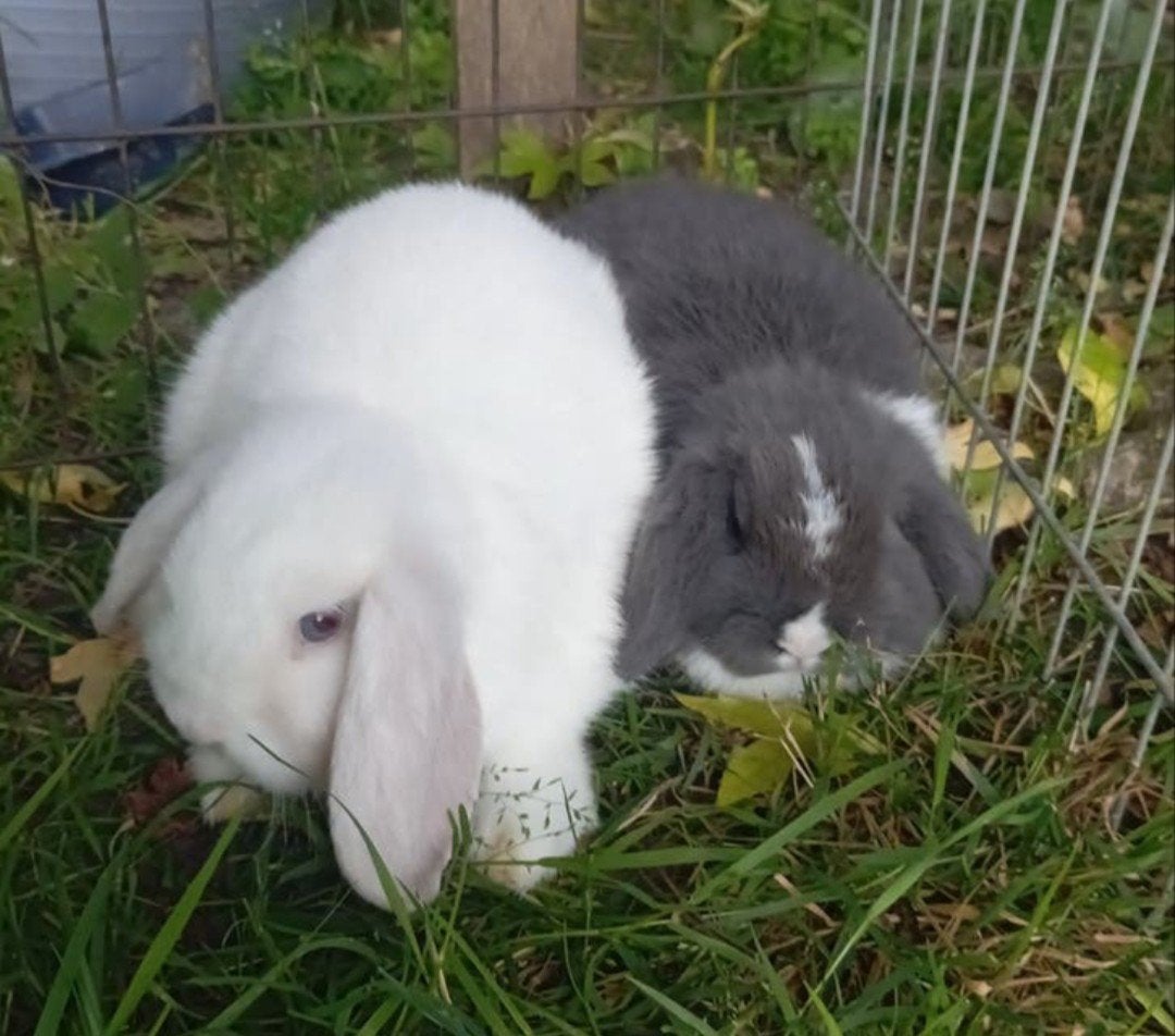 Prachtige mini lops, Dieren en Toebehoren, Konijnen