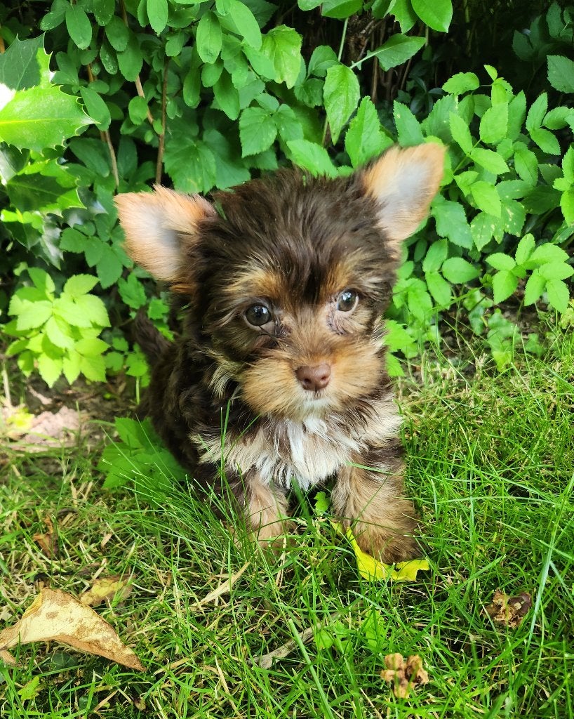 Yorkshire terrier choco&tan , biro, Animaux & Accessoires, Chiens | Jack Russell & Terriers, Plusieurs animaux, Yorkshire Terrier