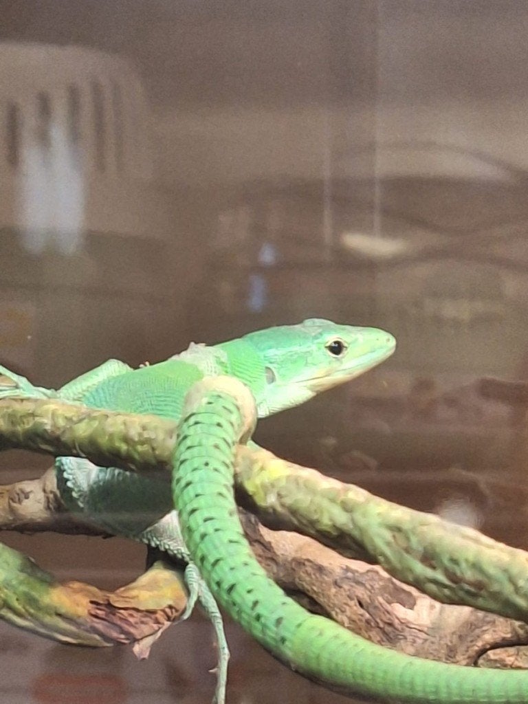 kweekkoppel gastropholis prasina, Animaux & Accessoires, Reptiles & Amphibiens, Lézard