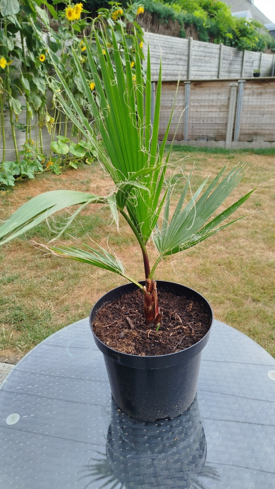 Palmboom Mexican fan palm, Tuin en Terras, Ophalen