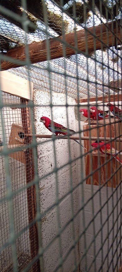 parkieten, Plusieurs animaux, Perruche