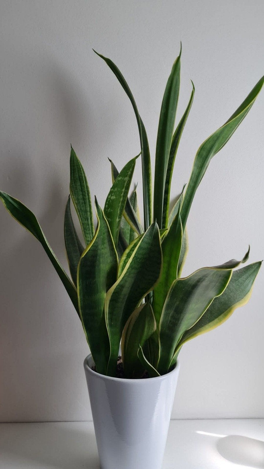 Stekje Sansevieria, Groene kamerplant, Ophalen, Overige soorten