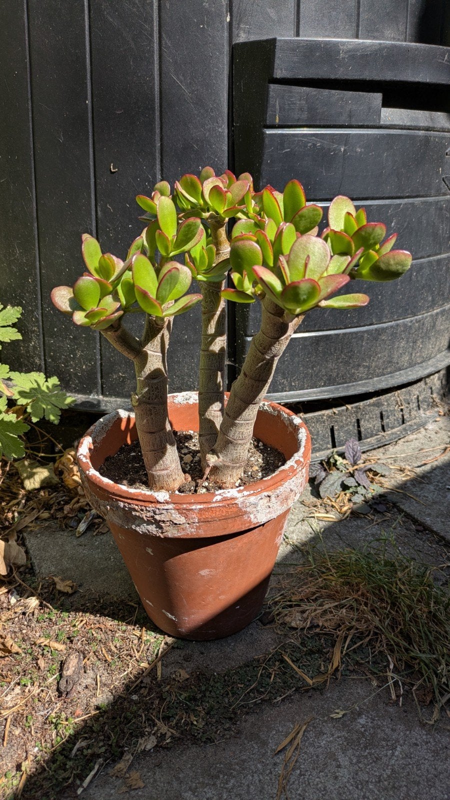 Crassula Ovata bonsai, Ophalen, Vetplant, In pot, Minder dan 100 cm