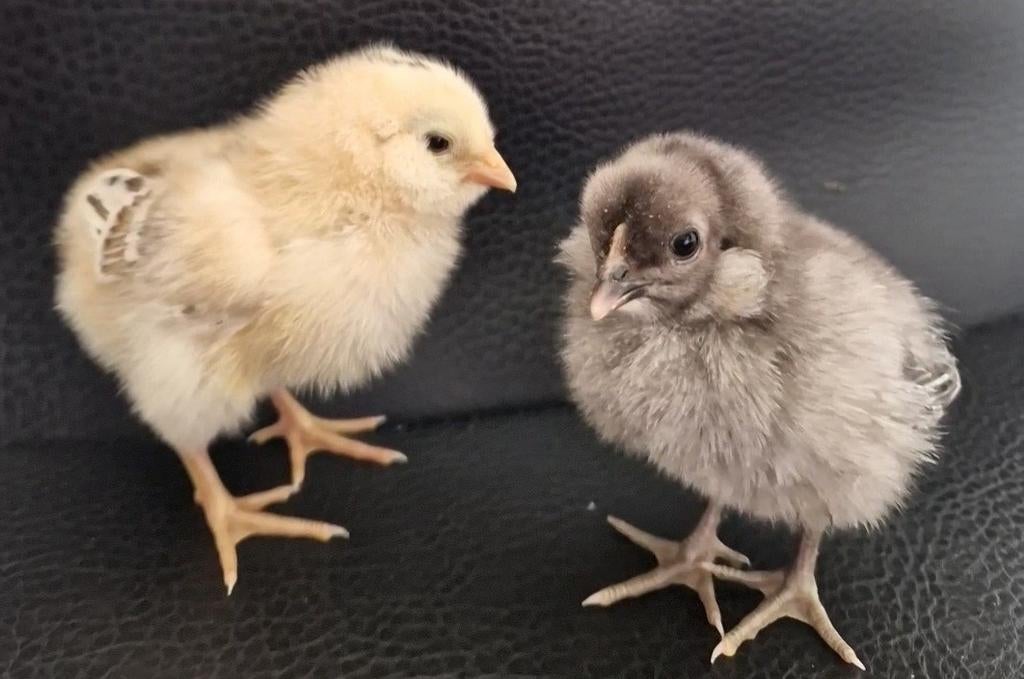 Araucana kuikentjes, Dieren en Toebehoren, Pluimvee