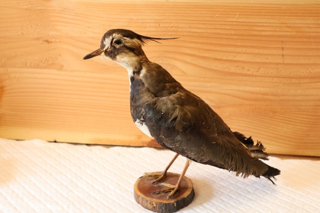 Taxidermie - Opgezette vogel Kievit, Ophalen of Verzenden, Gebruikt, Vogel, Opgezet dier