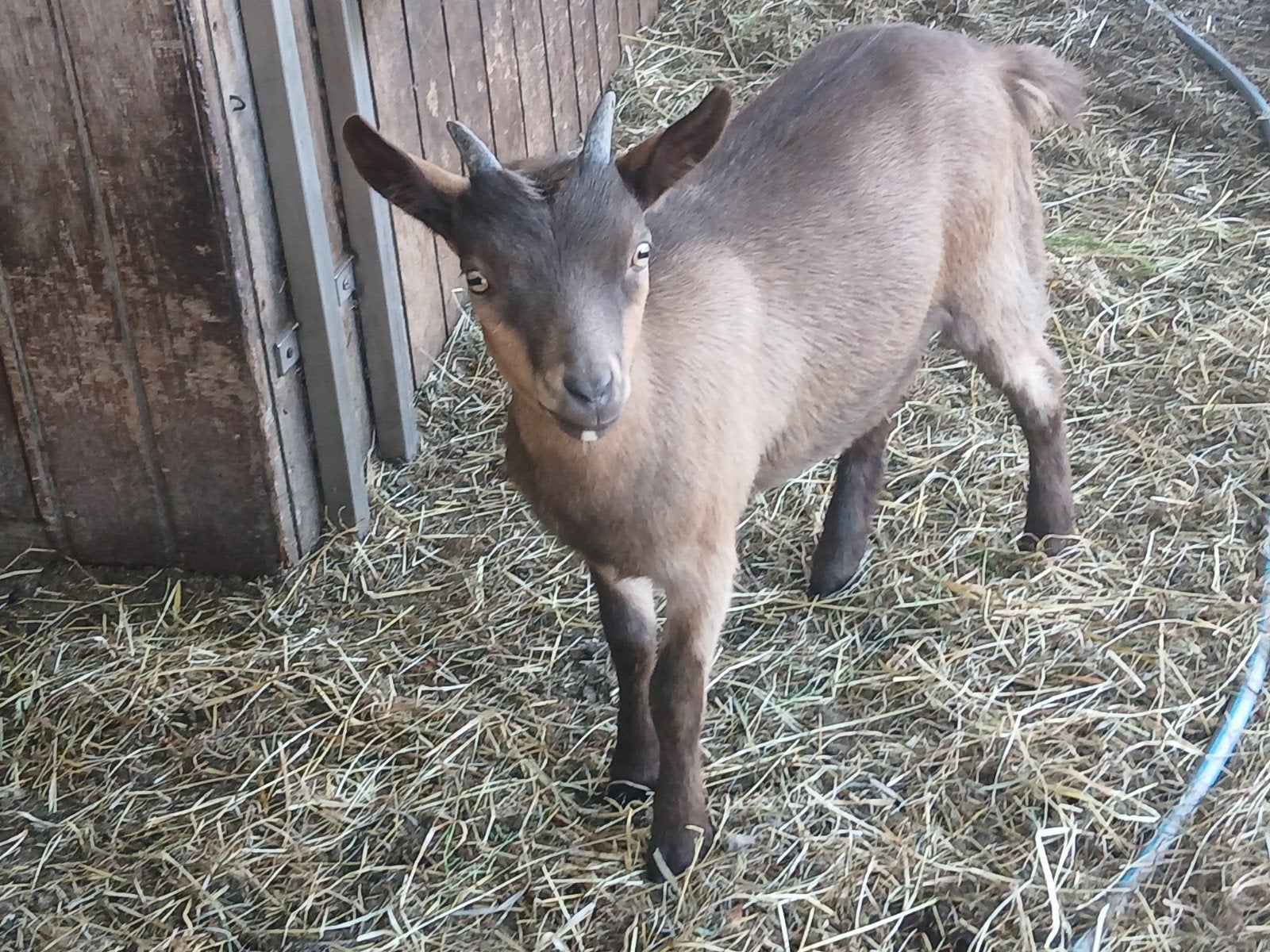 ooitje geboren 21 juni, Vrouwelijk, Geit, 0 tot 2 jaar