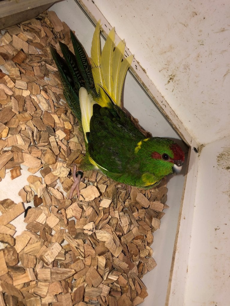Mooie jonge donkergroene kakarikies, Bagué