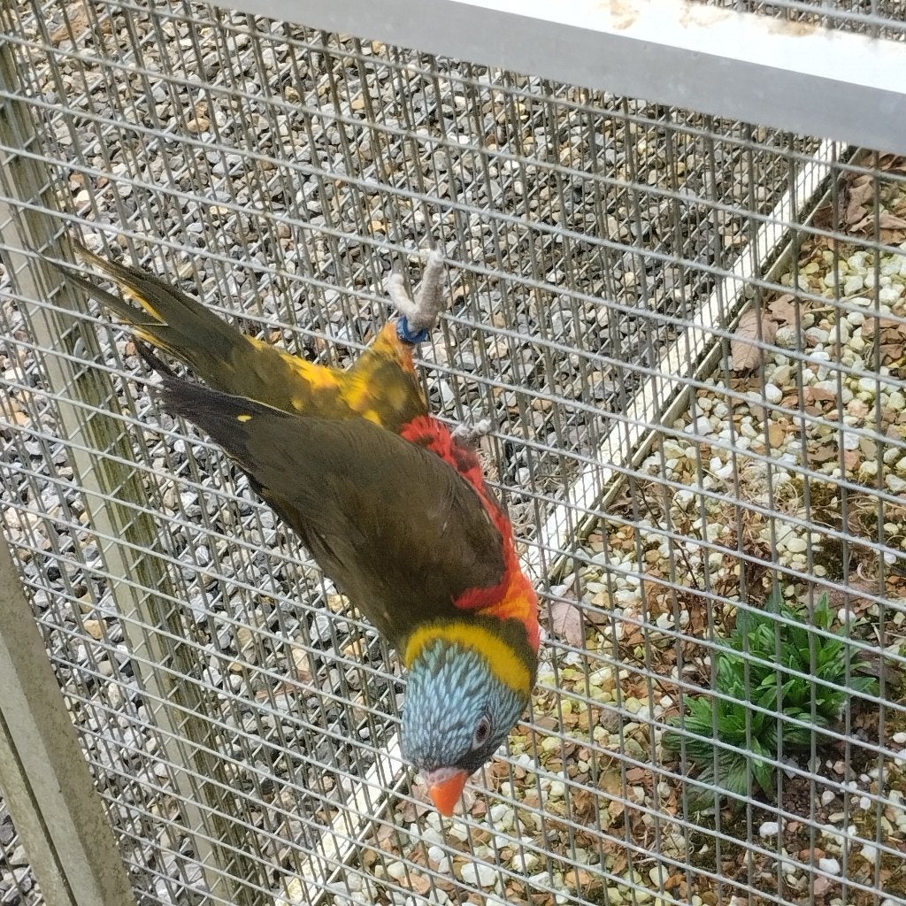 Man Mutatie Olijf Lori van Blauw Bergen, Dieren en Toebehoren, Mannelijk, Parkiet, Geringd