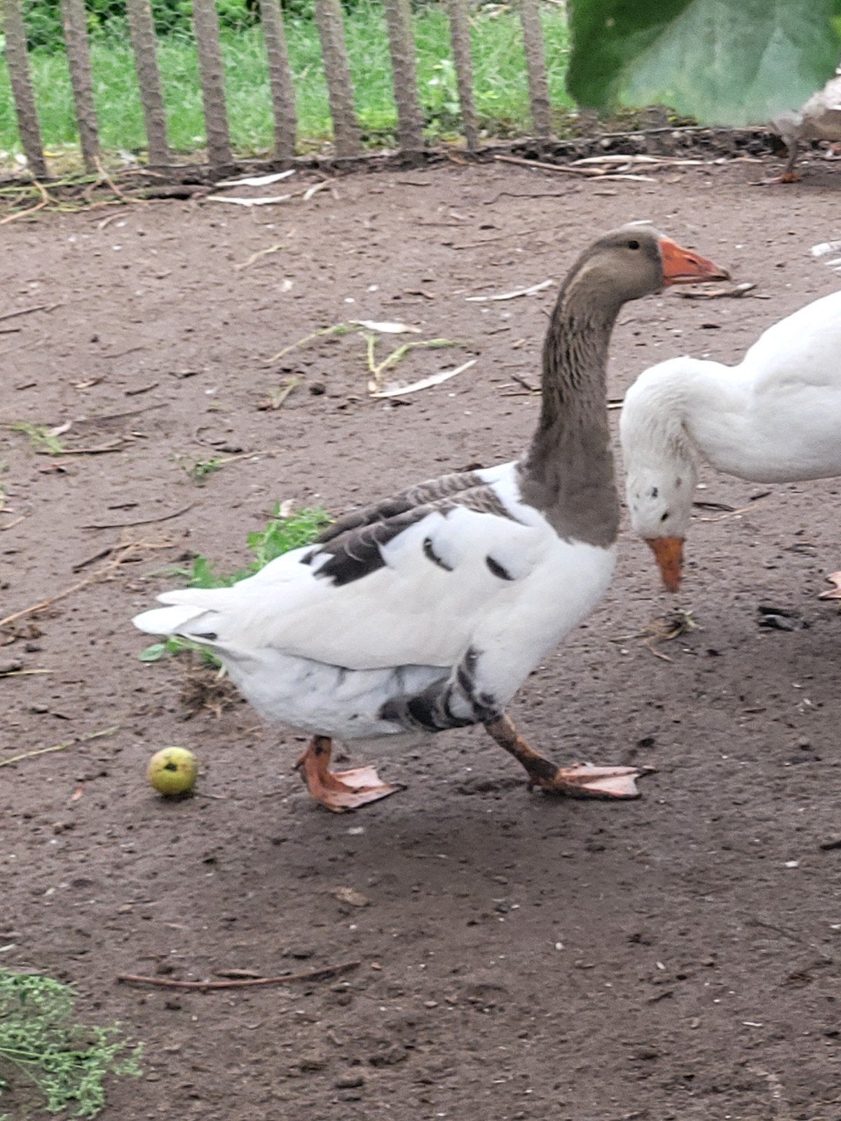 jonge ganzen van dit jaar, Meerdere dieren, Gans of Zwaan