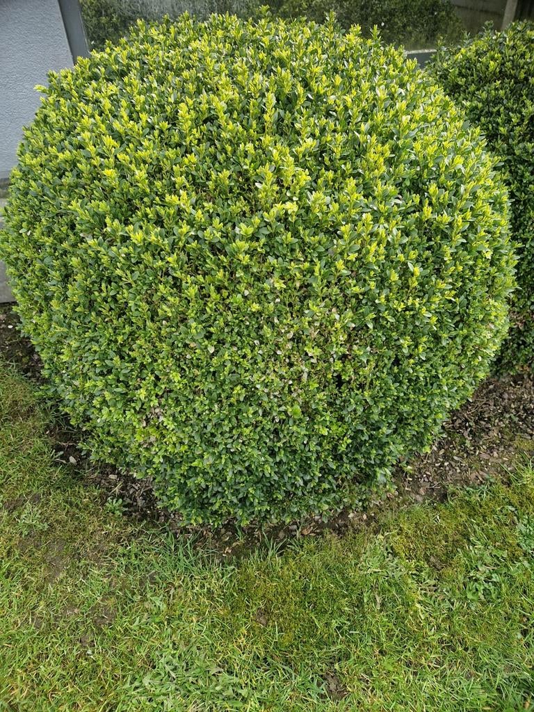 Buxussen verschillende formaten, Ophalen, Buxus, Struik