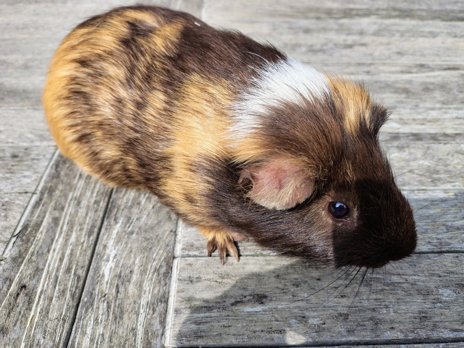 jonge cavia's, Juni, Cavia