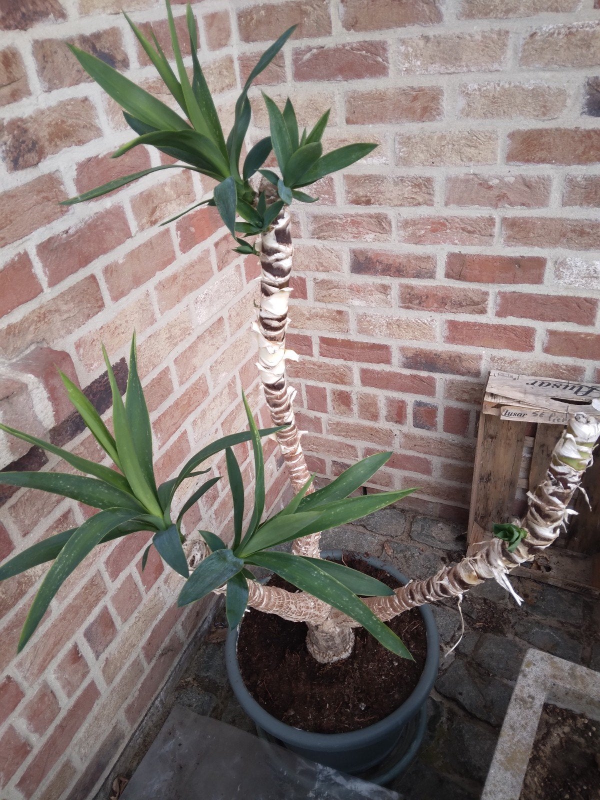 yucca, Jardin & Terrasse, Plantes | Jardin, Enlèvement